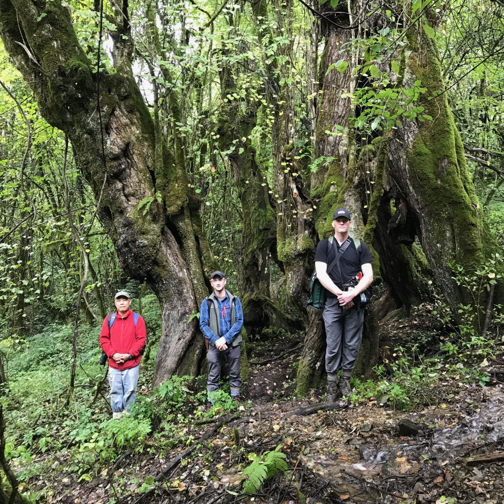 Three men stand in front of large katsura tree
