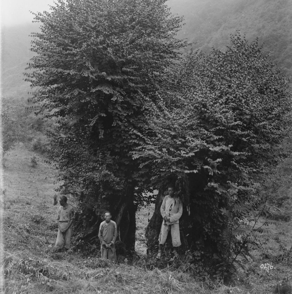 Three men stand in front of a large katsura tree in 1910