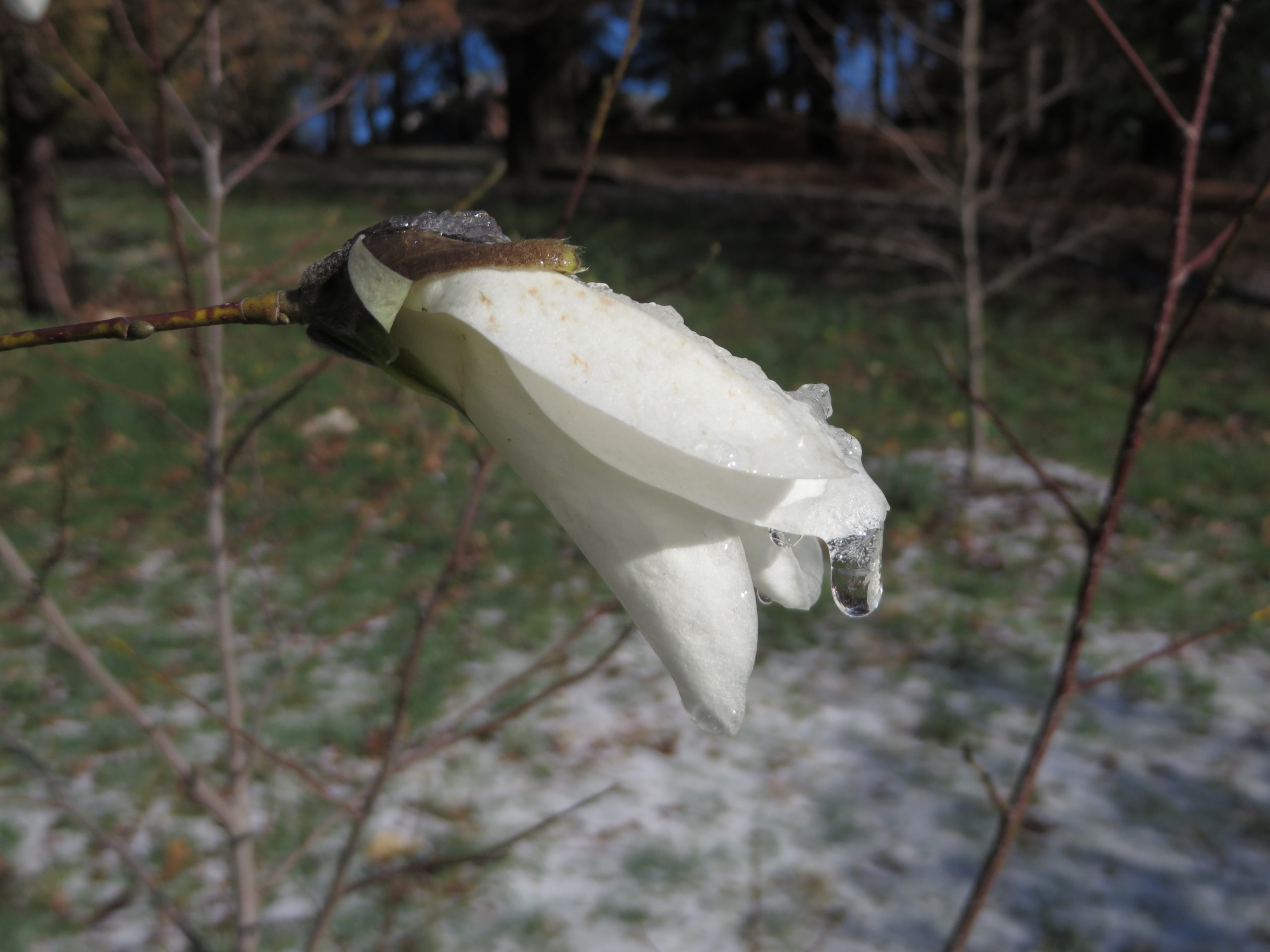 Magnolia salicifolia ‘Grape Expectations’ ( 87-2011*A) following mid-April storm.