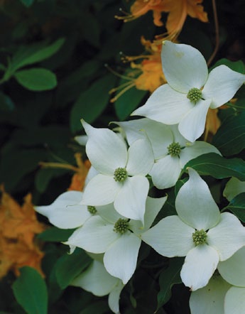 Photo of dogwood flowers