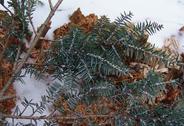 Photo of hemlock branch with hemlock wooly adelgid