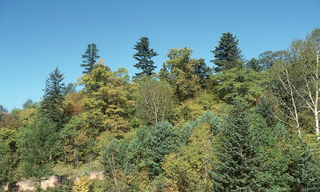 Photo of gorest landscape
