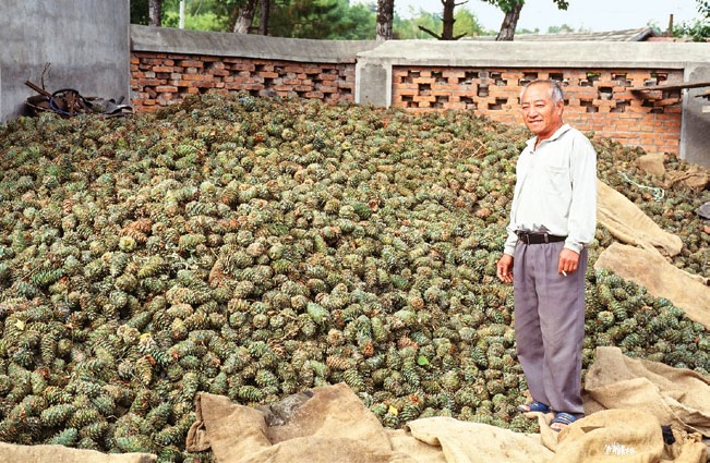 Phtoto of man standing beside large pile of cones