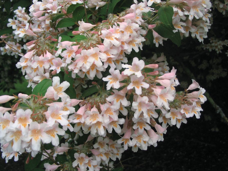 Pink flowers of the beautybush