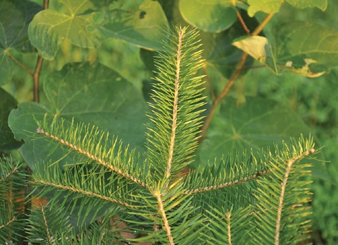 Branch and foliage of Manchurian fir