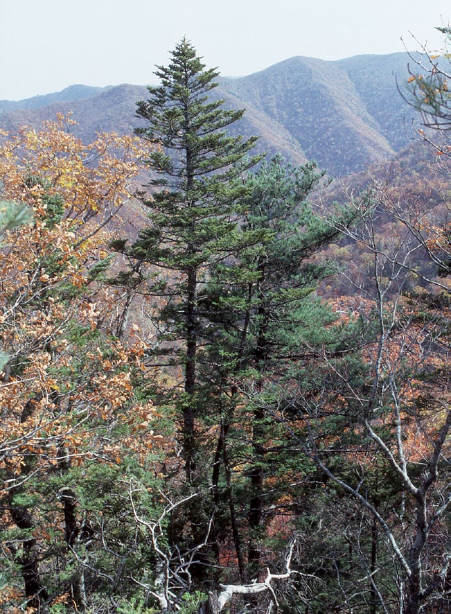 Photo of fir standing on mountain slope with deciduous trees around it showing fall colors