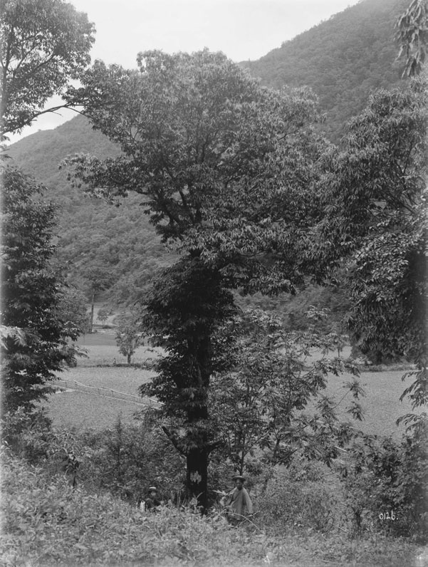 Black-and-white photograph of tree growing in valley
