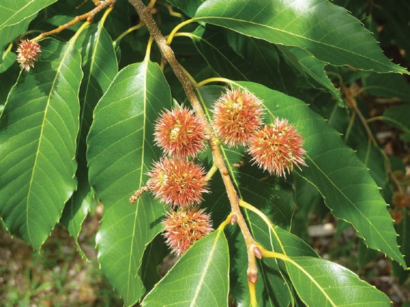 Fruits on chestnut