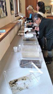 Educators examine water samples and collected macroinvertebrates under microscopes.