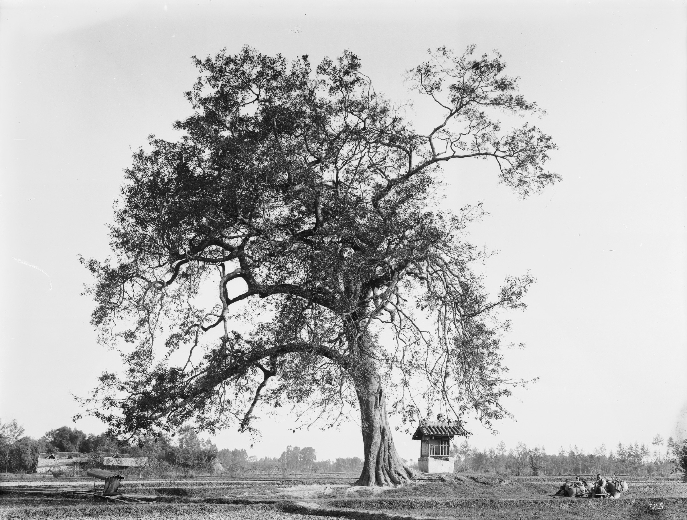 Black-and-white photograph of large tree