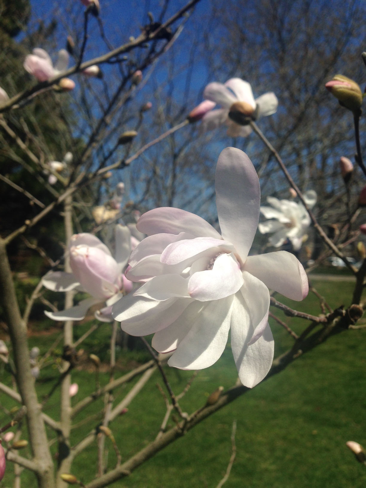Accession 393-2008-A. Close-up of flower. Scientific Name Magnolia stellata. Photograph by Larissa Glasser. ©2017, President and Fellows of Harvard College; all rights reserved.