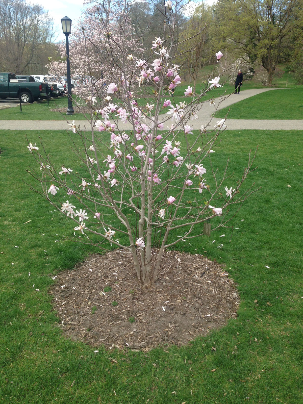 Accession 393-2008-B. Scientific Name Magnolia stellata. Photograph by Larissa Glasser. ©2017, President and Fellows of Harvard College; all rights reserved.