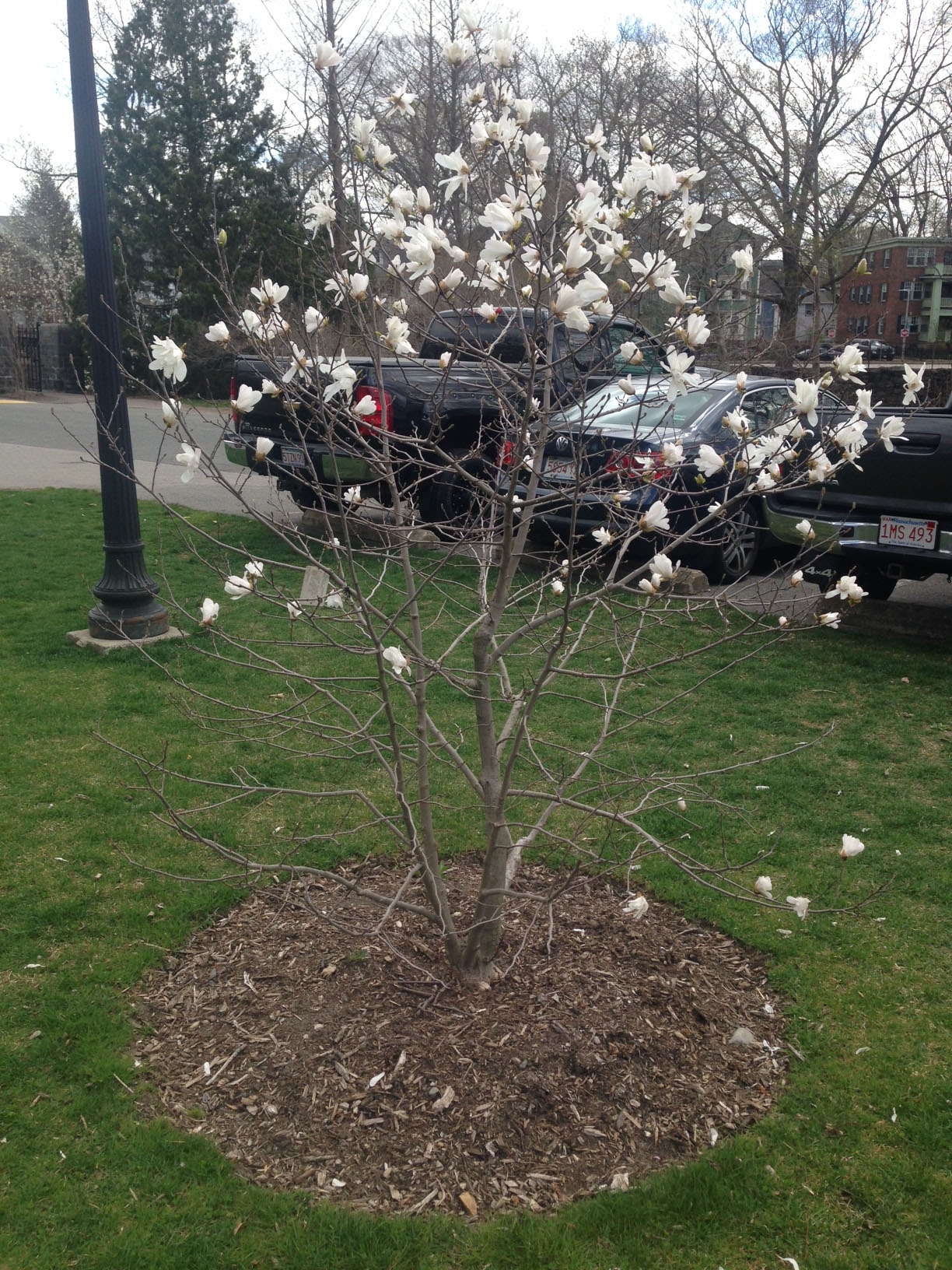 Accession 393-2008-C. Scientific Name Magnolia stellata. Photograph by Larissa Glasser. ©2017, President and Fellows of Harvard College; all rights reserved.