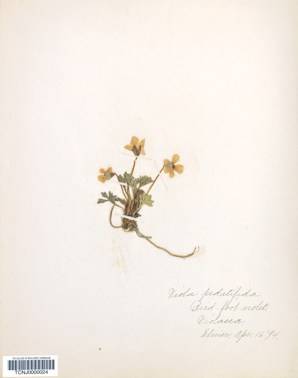 Old herbarium specimen of violet