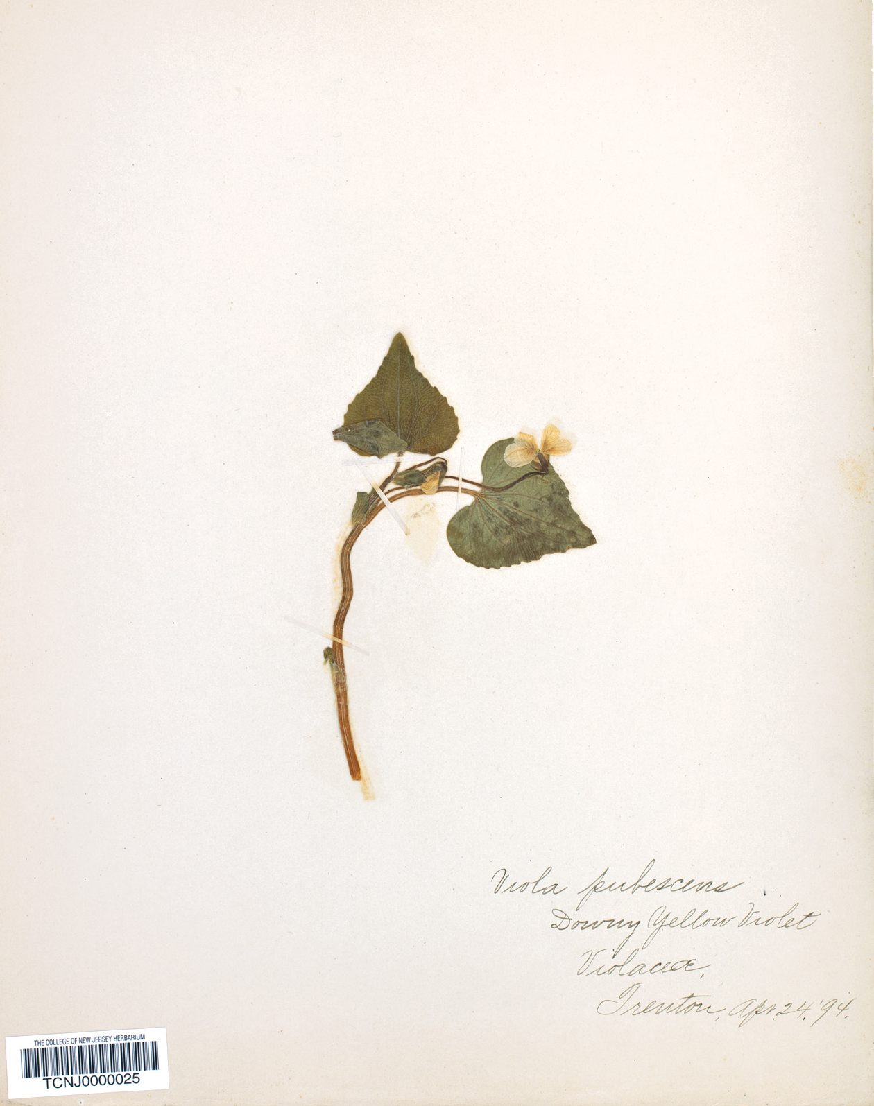 Old herbarium specimen of violet