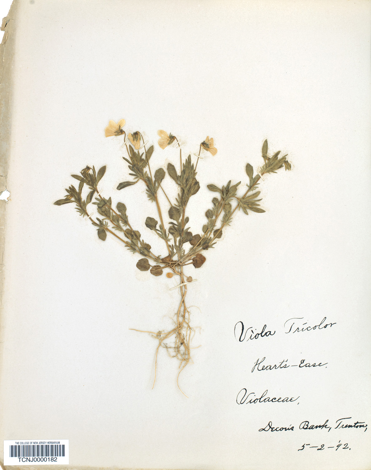 Old herbarium specimen of violet