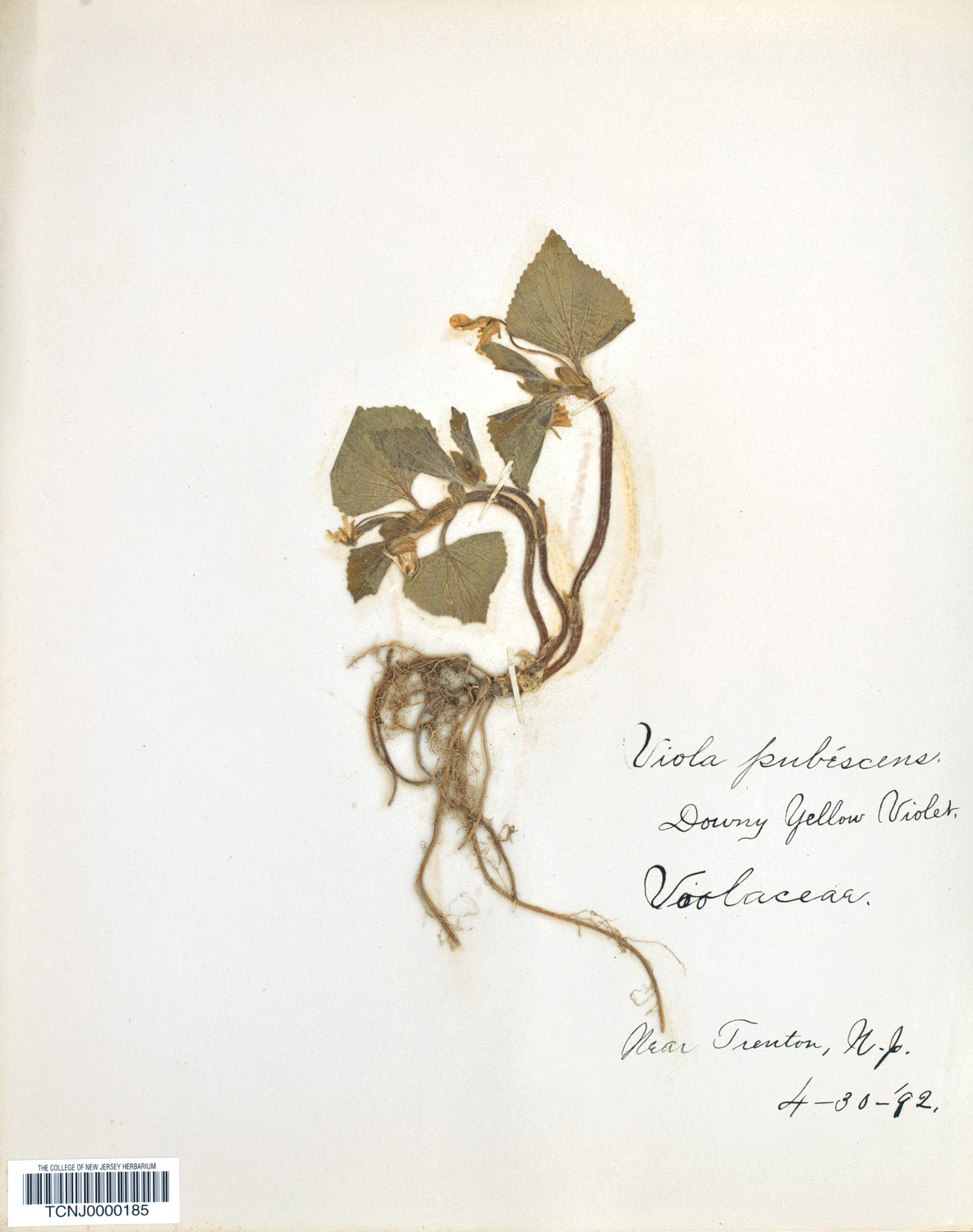 Old herbarium specimen of violet
