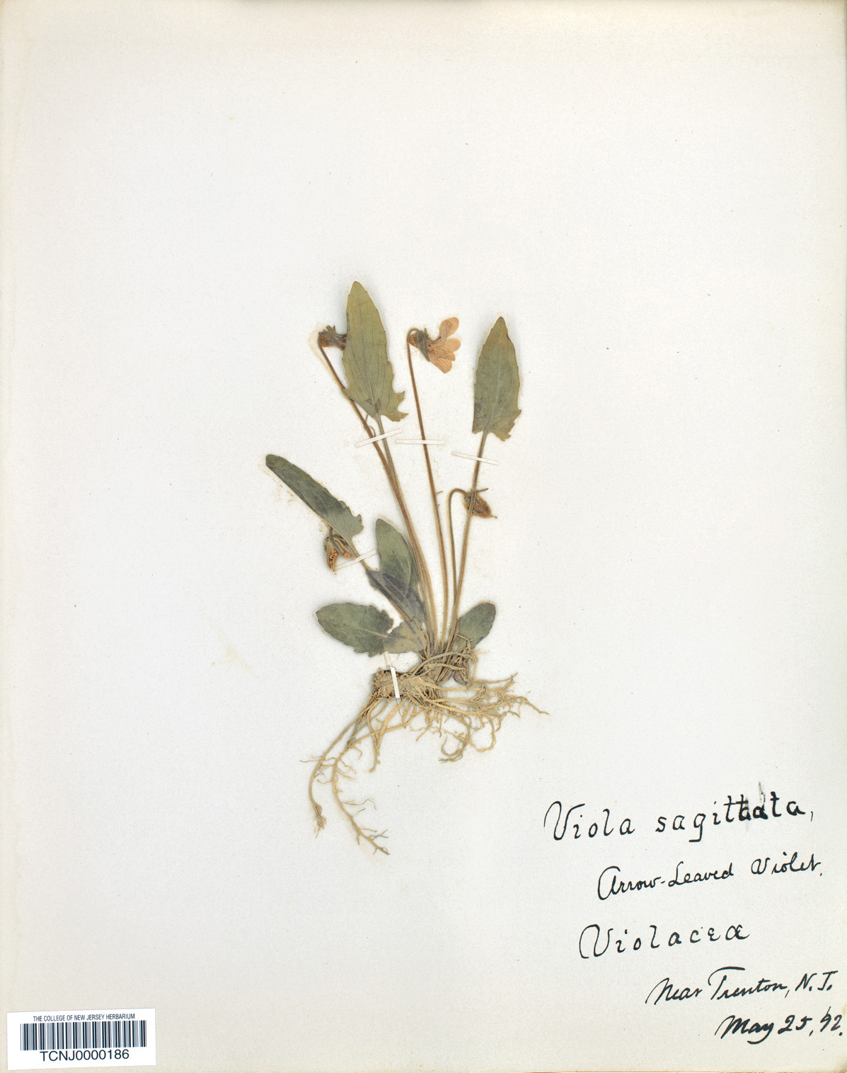 Old herbarium specimen of violet
