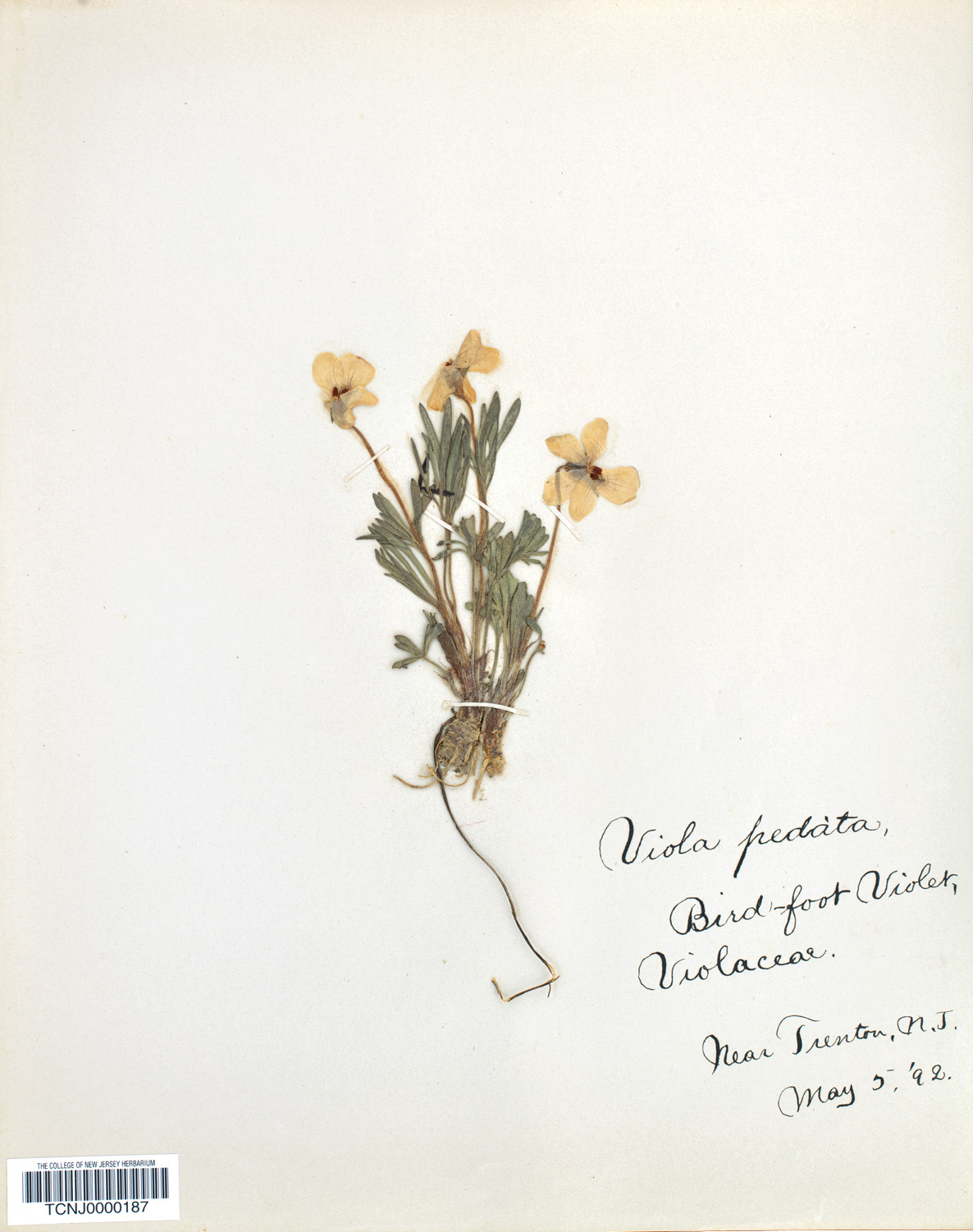 Old herbarium specimen of violet