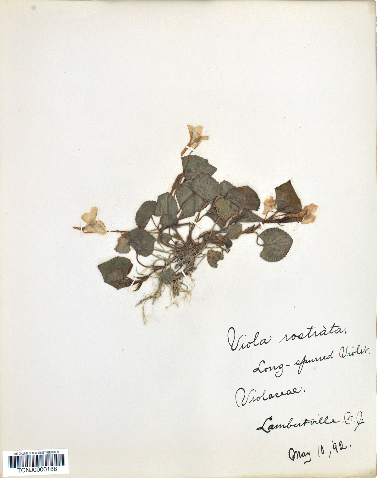Old herbarium specimen of violet