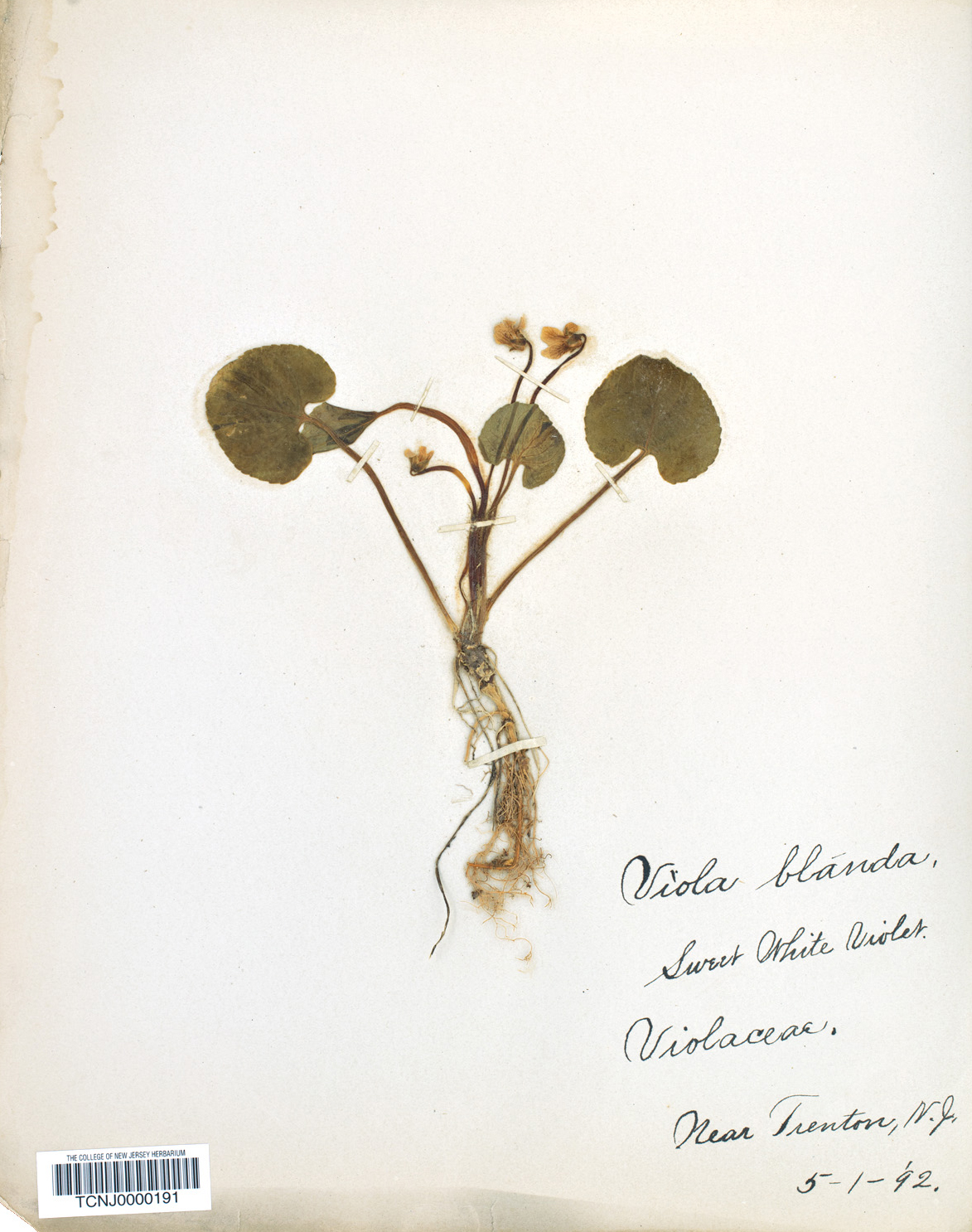 Old herbarium specimen of violet