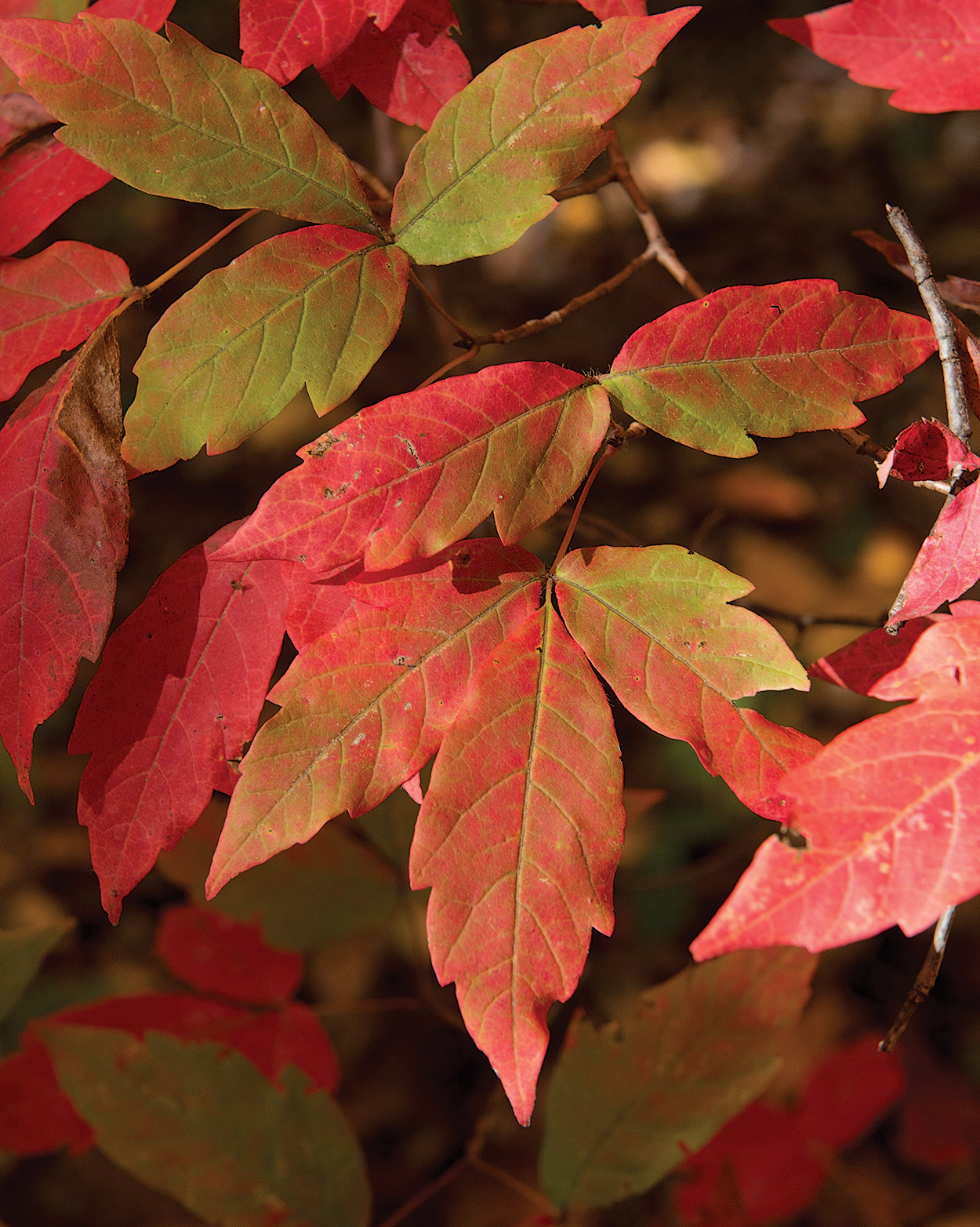 Red fall color of three-flowered maple