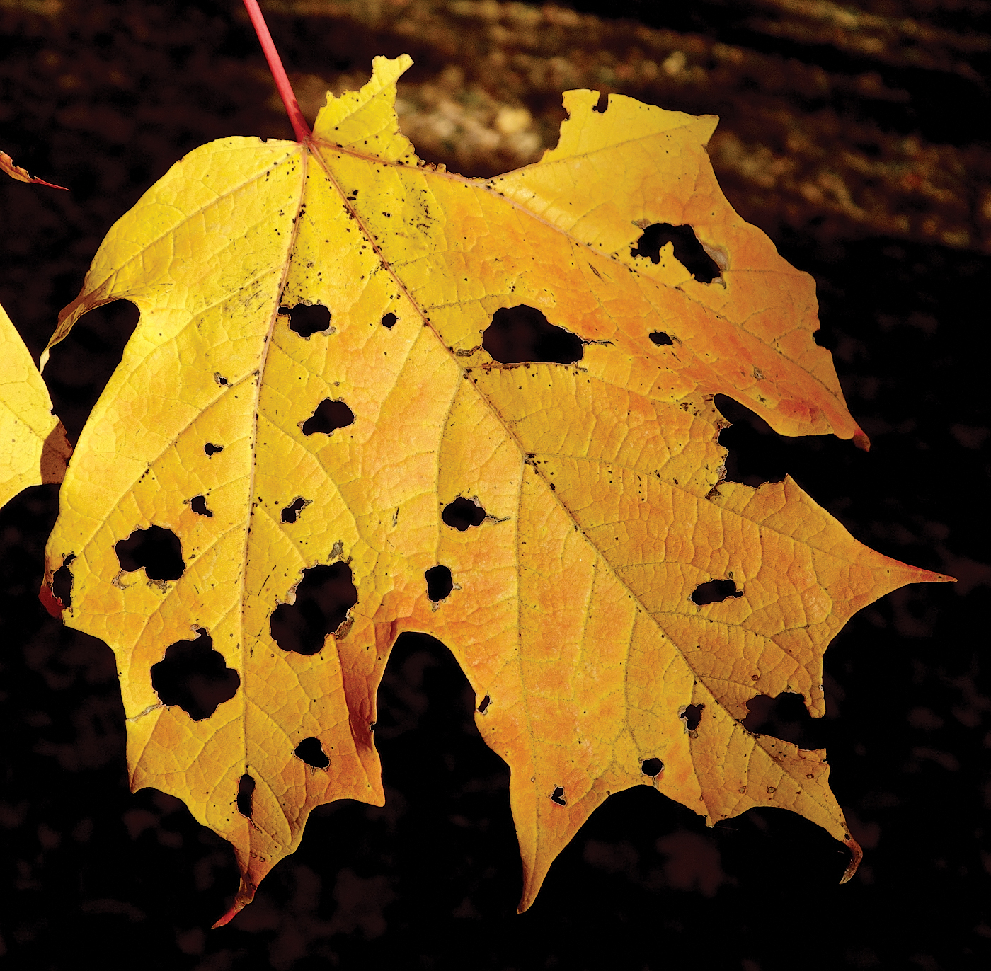 Yellow leaf of sugar maple
