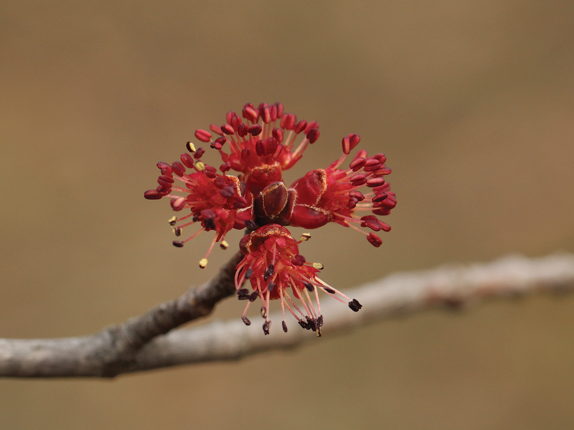 Flowers of red maple