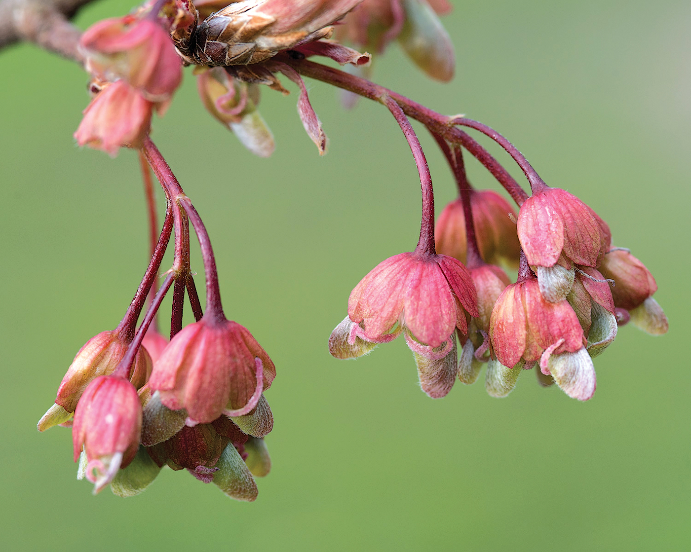 Flowers of horned maple