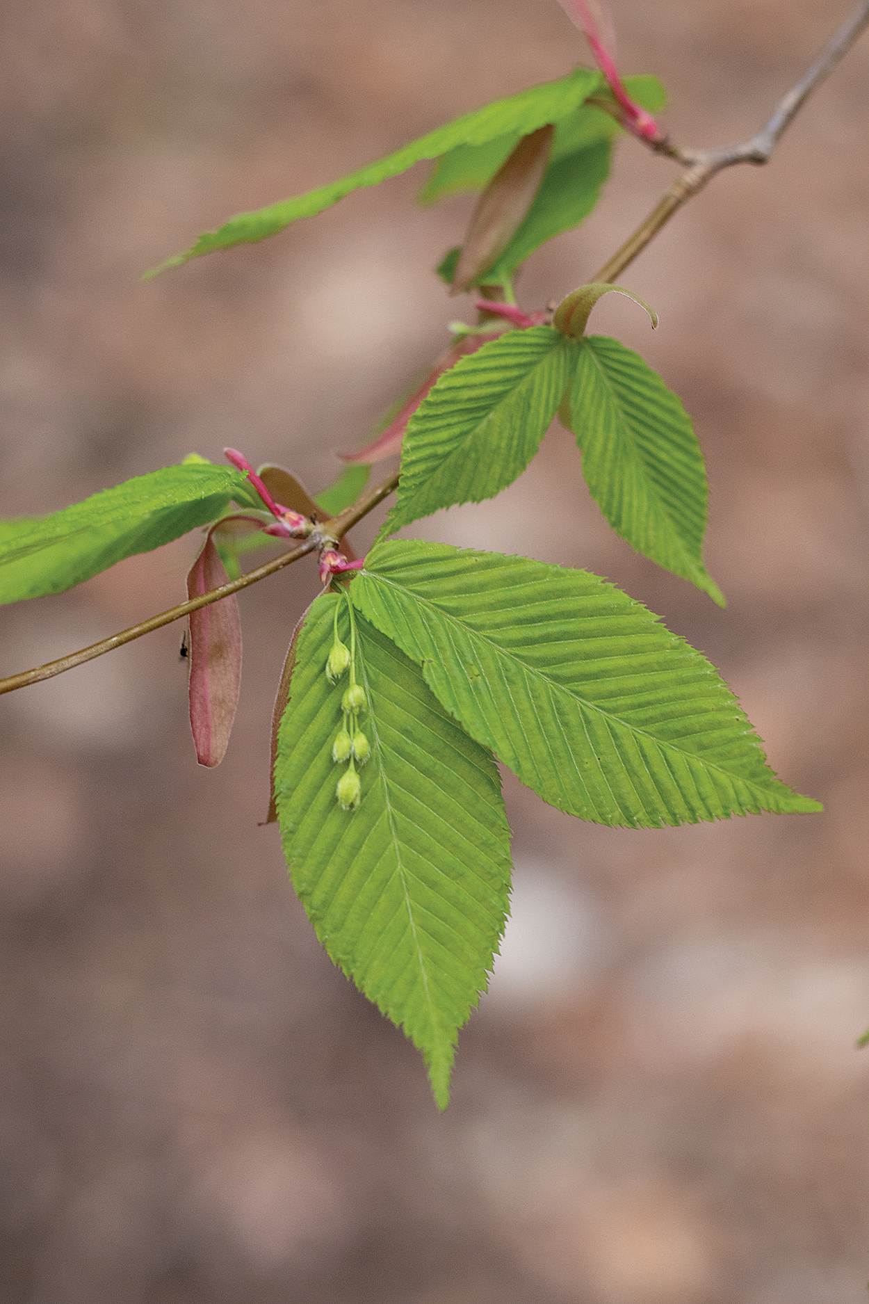 Flowers and emerging leaves of hornbeam maple
