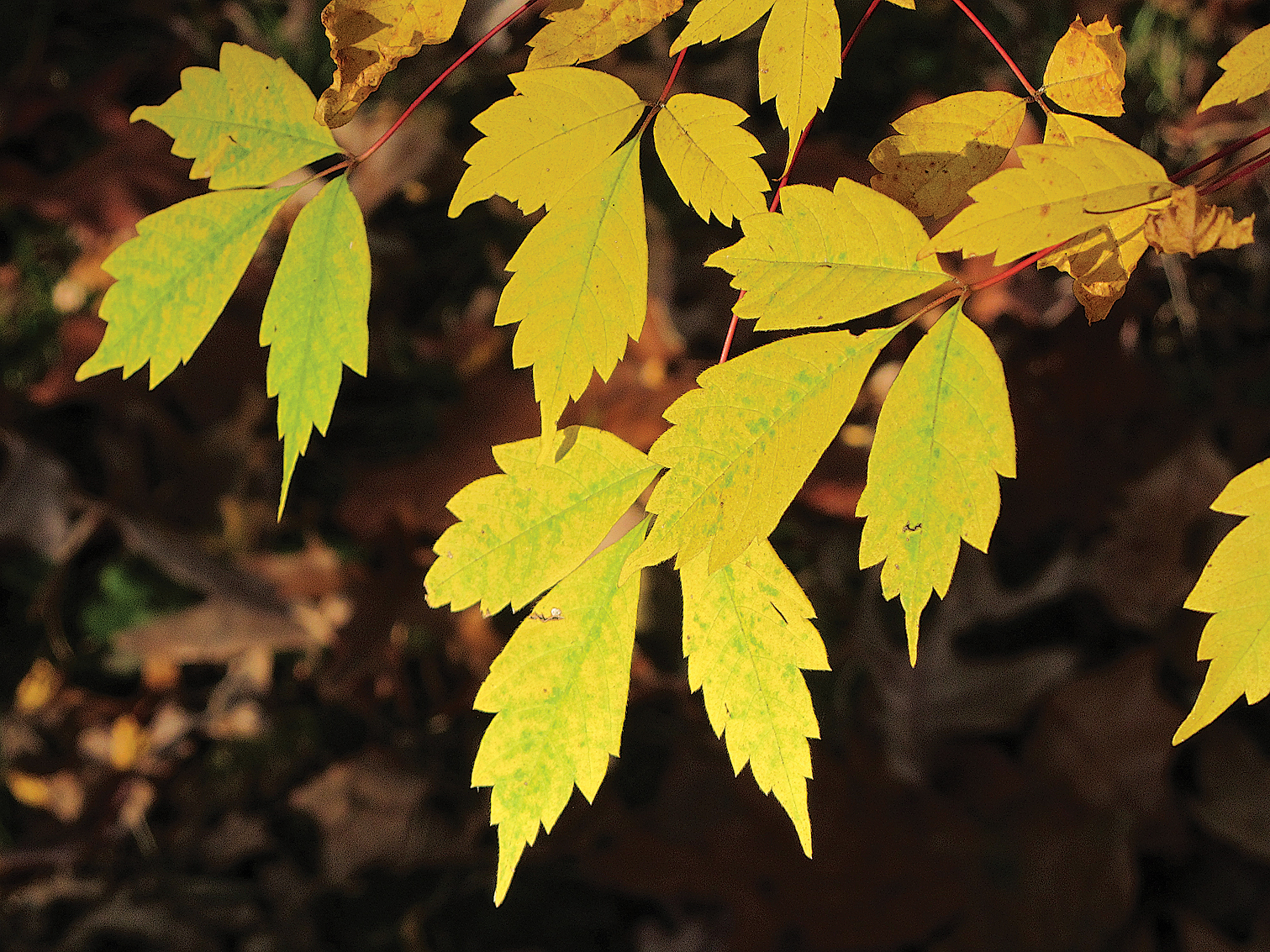 Flowers of Acer cissifolium (vine leaf maple) 303-2004*B