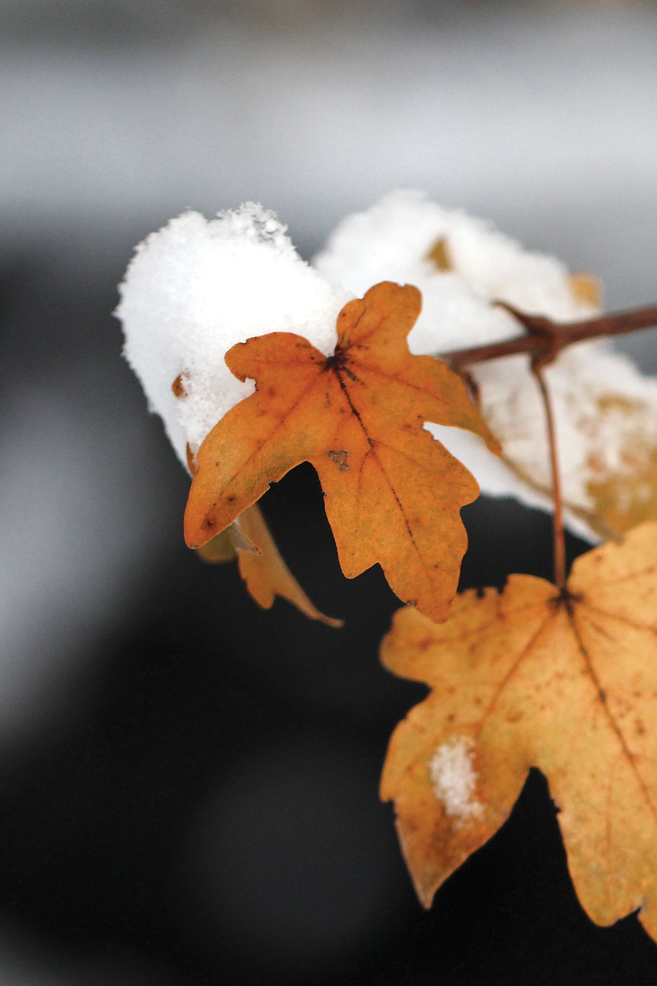 Brown leaves of hedge maple hanging on snow-covered branch