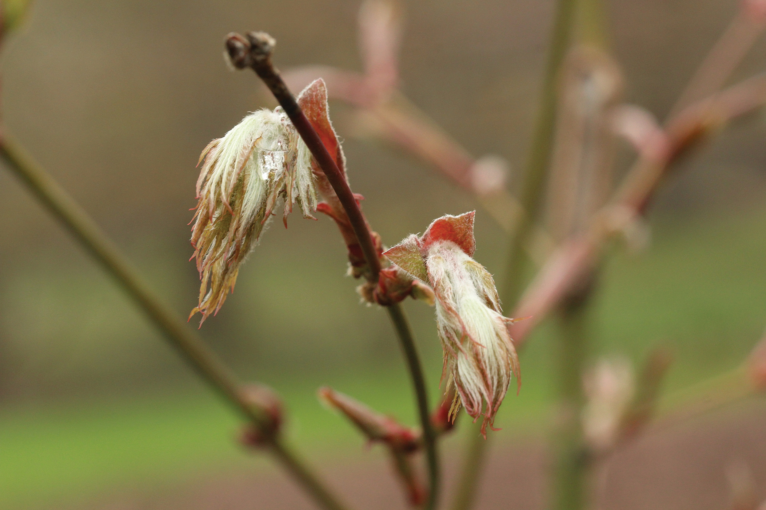 Emerging leaves of Acer ceriferum