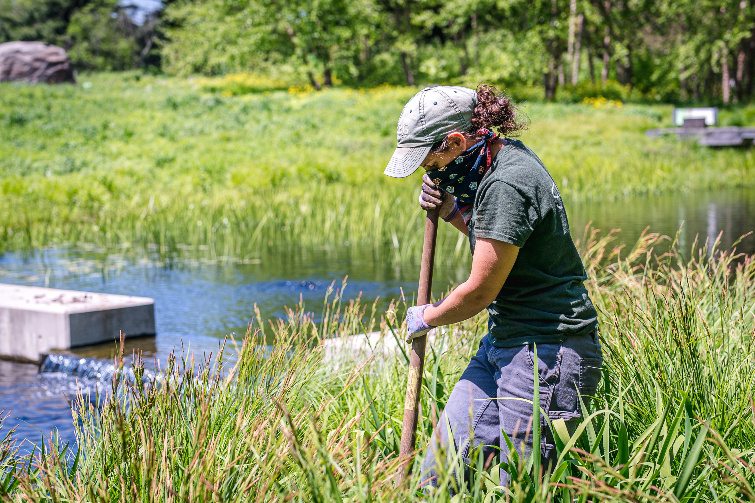 Horticulturist wearing mask while working at the New York Botanical Garden