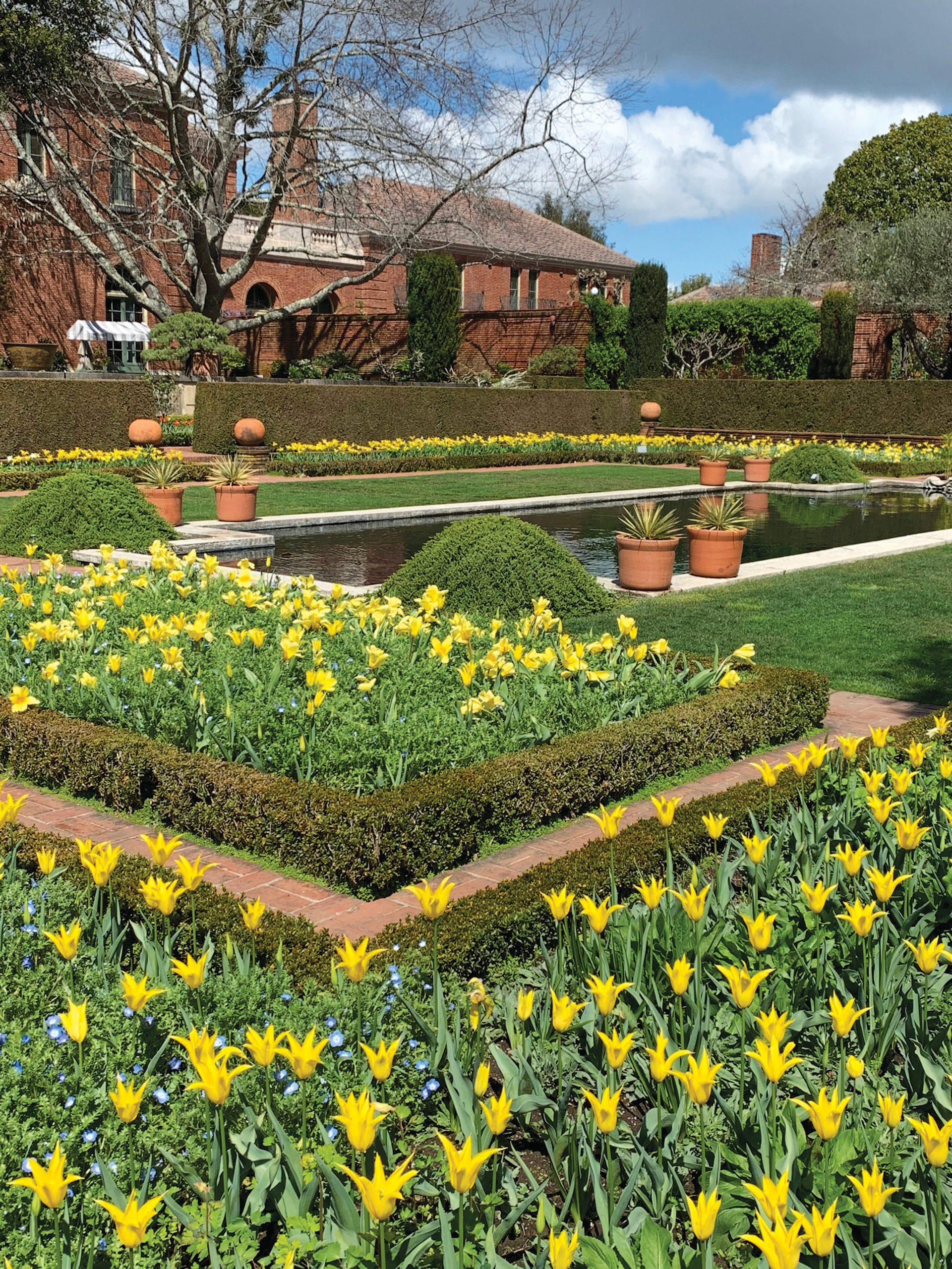 Yellow tulips blooming in formally designed plantings