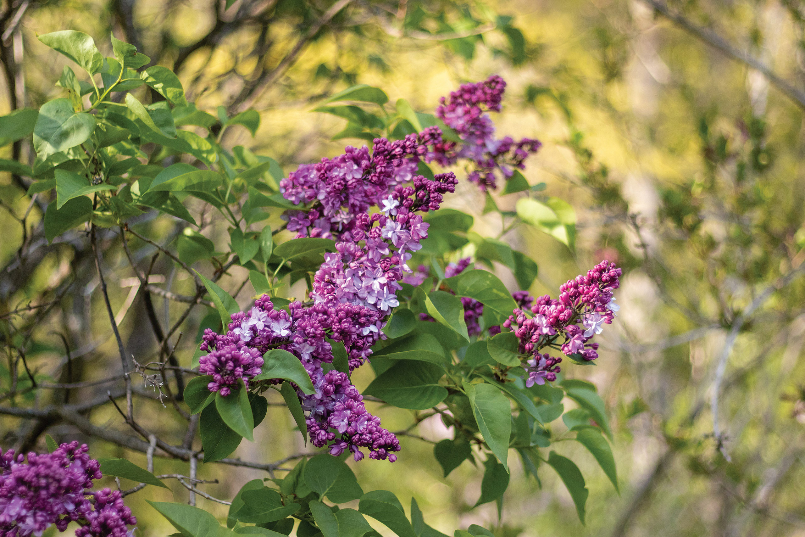 Purple lilac flowers