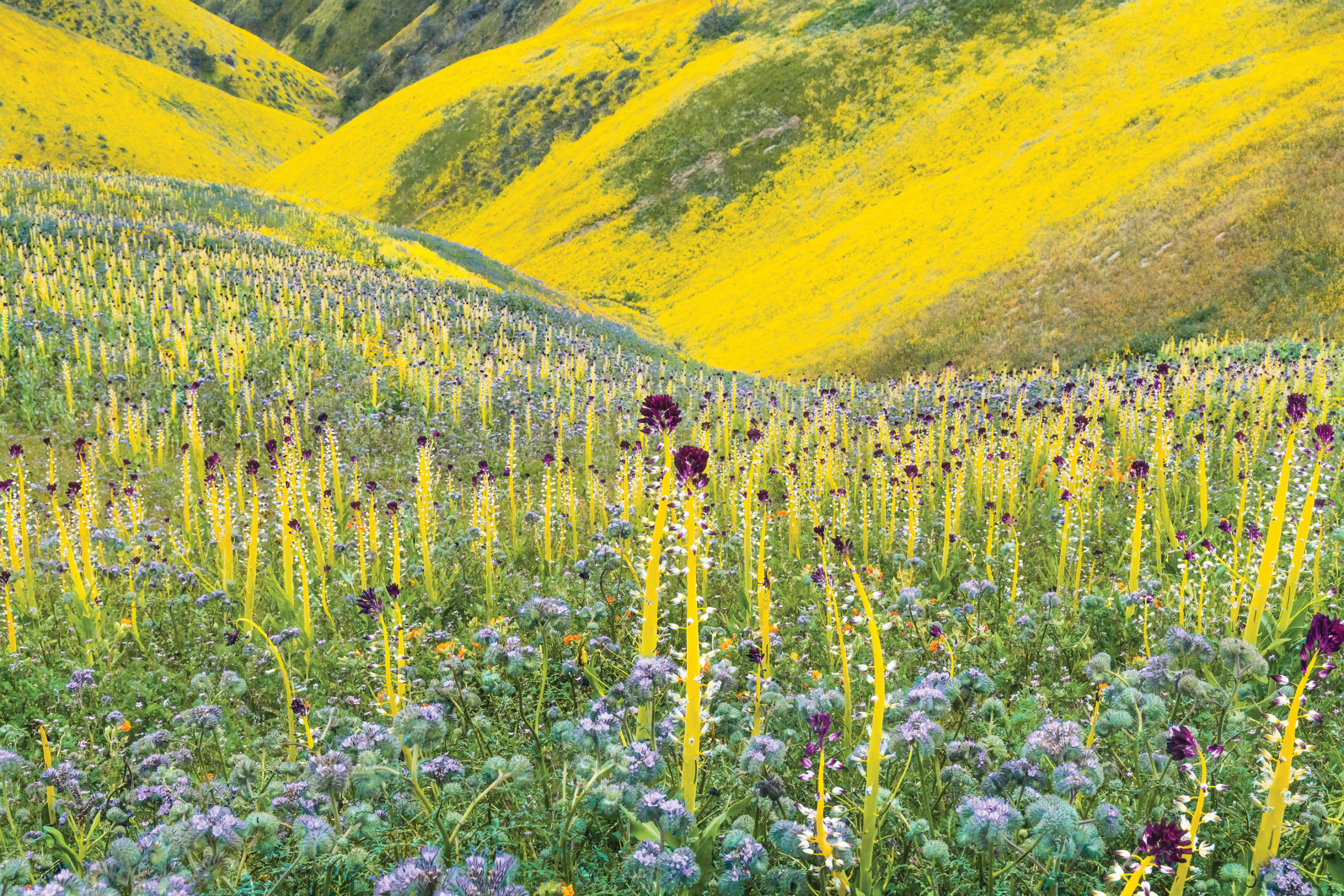 Dramatic yellow and blue flowers covering undulating slopes