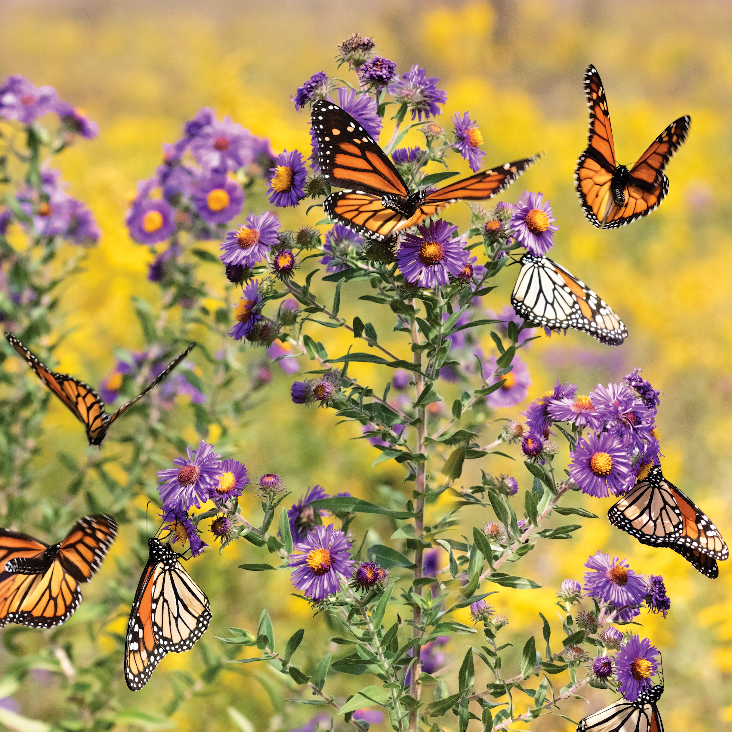 Monarchs on aster.
