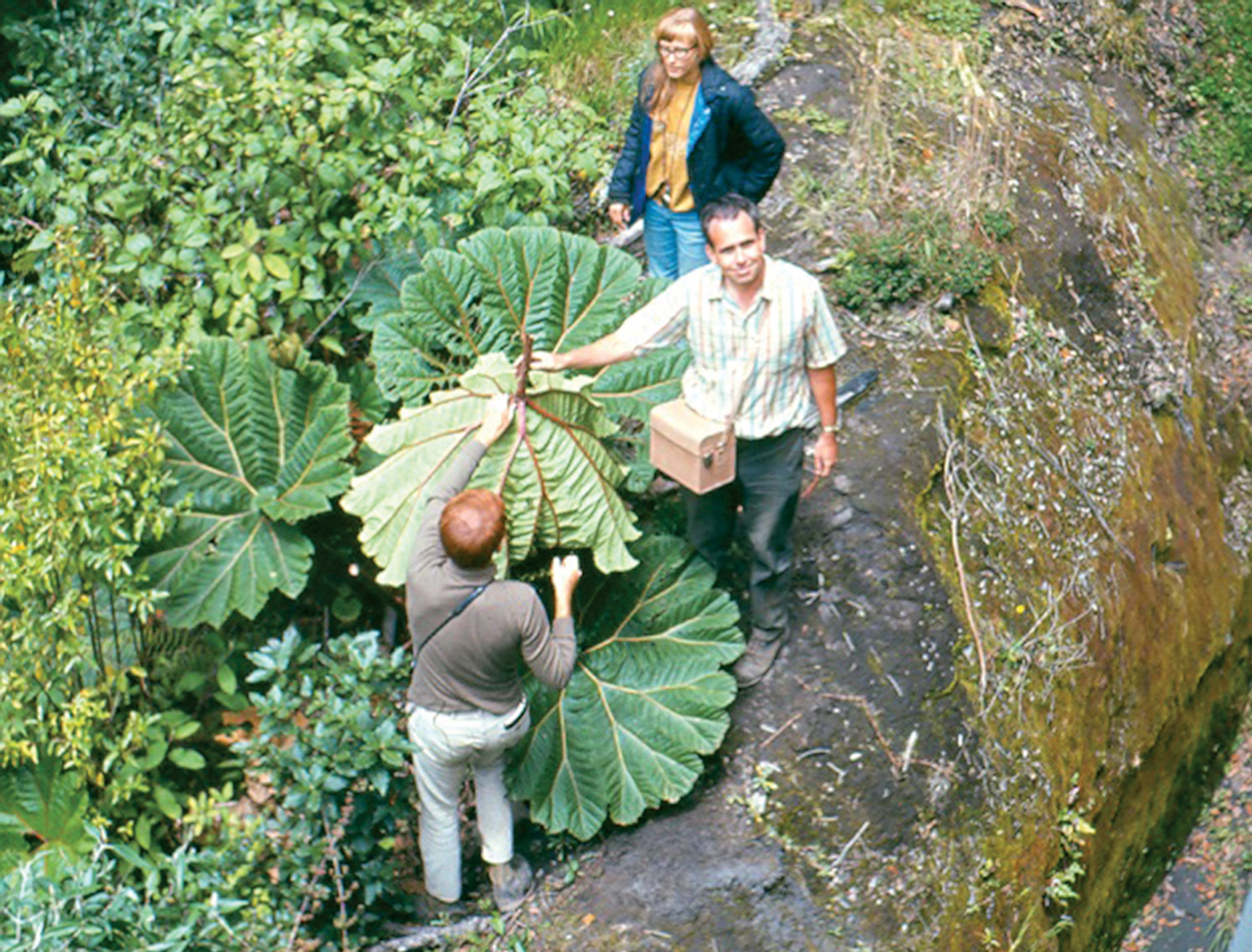 Photo of three botanists standing beside enormous leaves