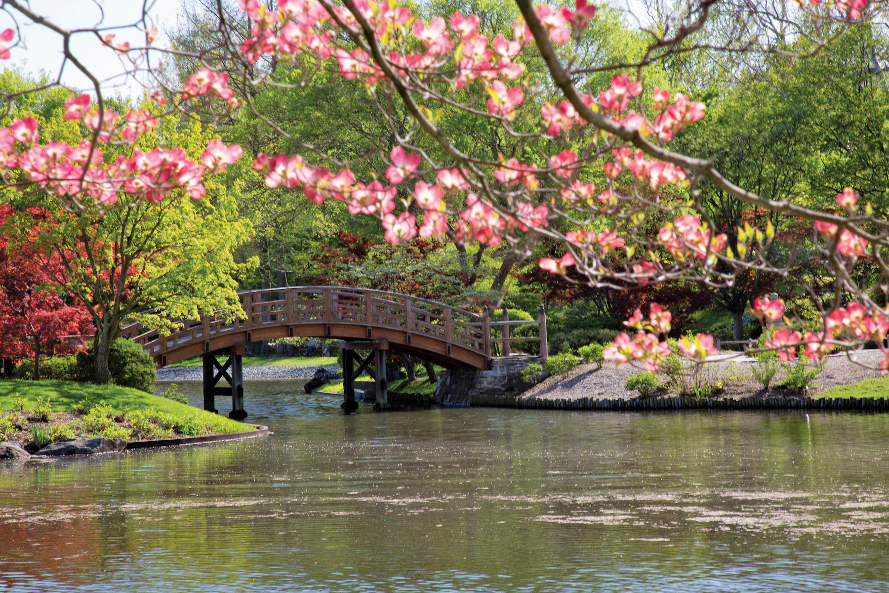 Flowering dogwood hanging low over pond with Japanese-style bridge
