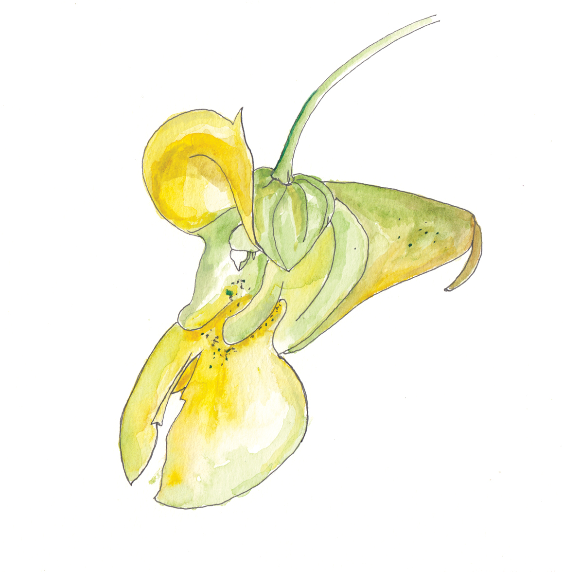 Watercolor and ink illustration of yellow jewelweed flower