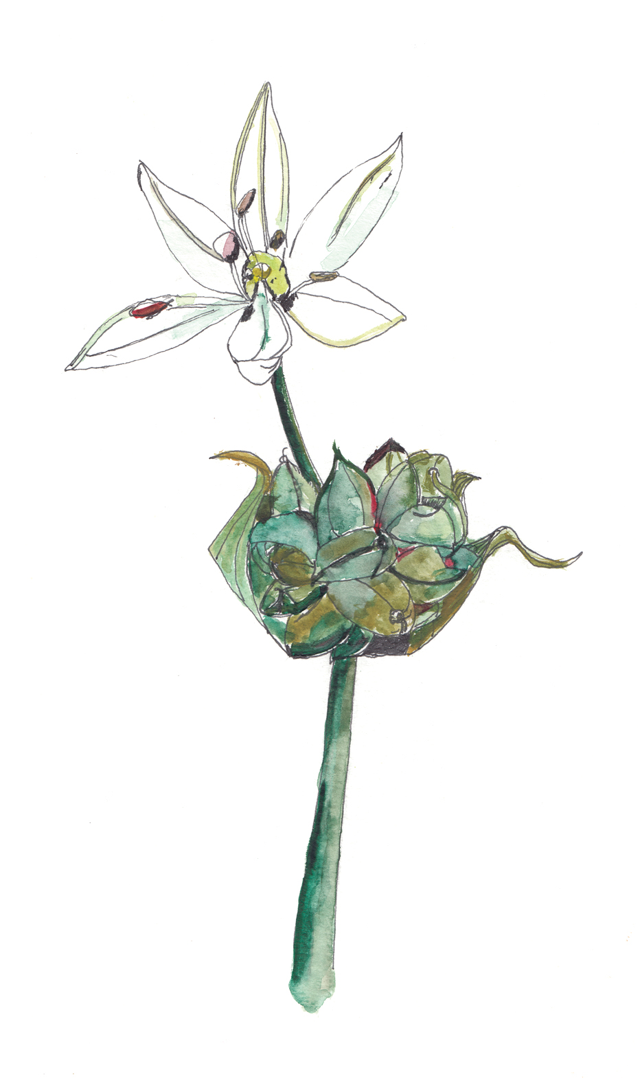 Watercolor and ink illustration of wild garlic flower