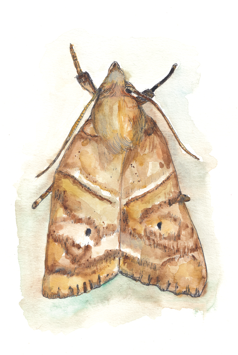 Watercolor and ink illustration of brown moth