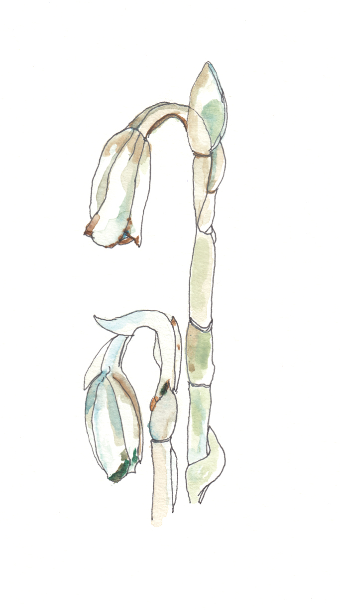 Watercolor and ink illustration of ghost pipes