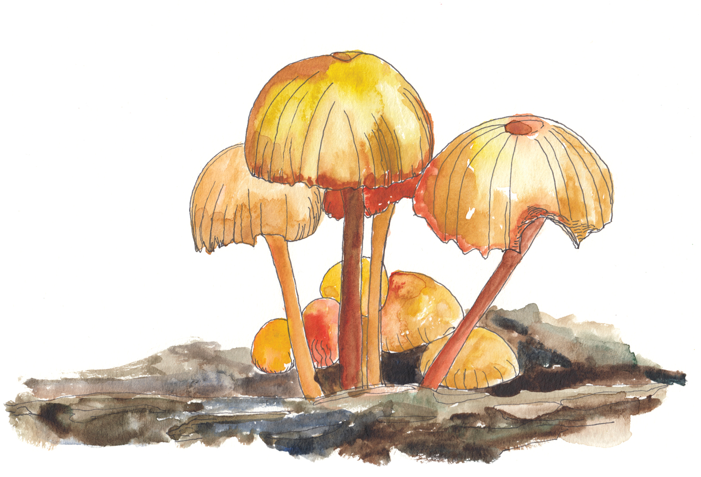 Watercolor and ink illustration of orange mushrooms