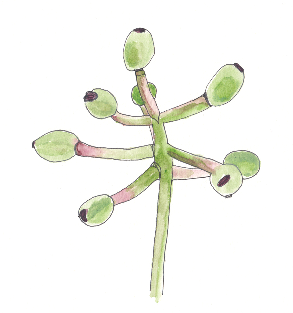 Watercolor and ink illustration of green fruits