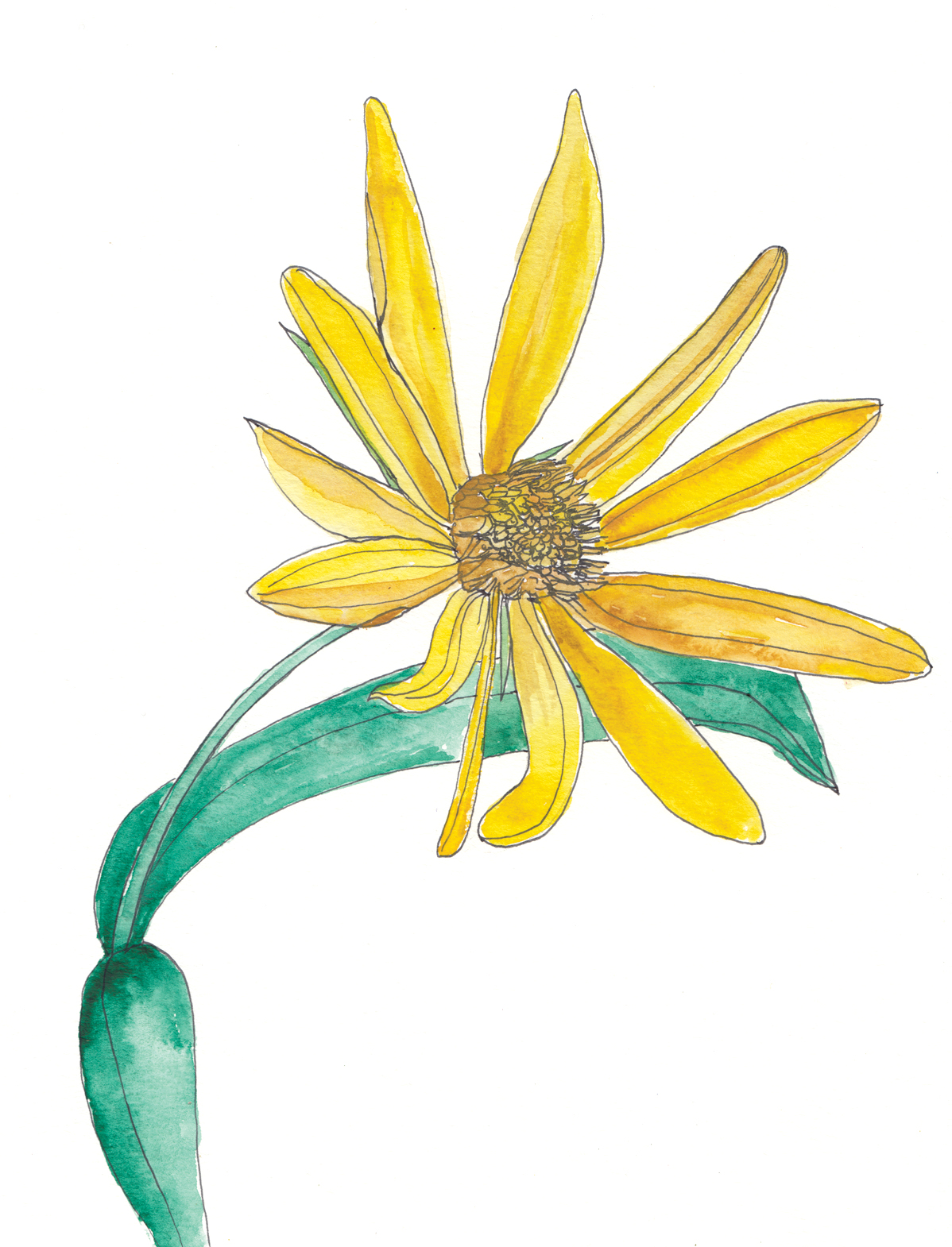 Watercolor and ink illustration of sunflower flower