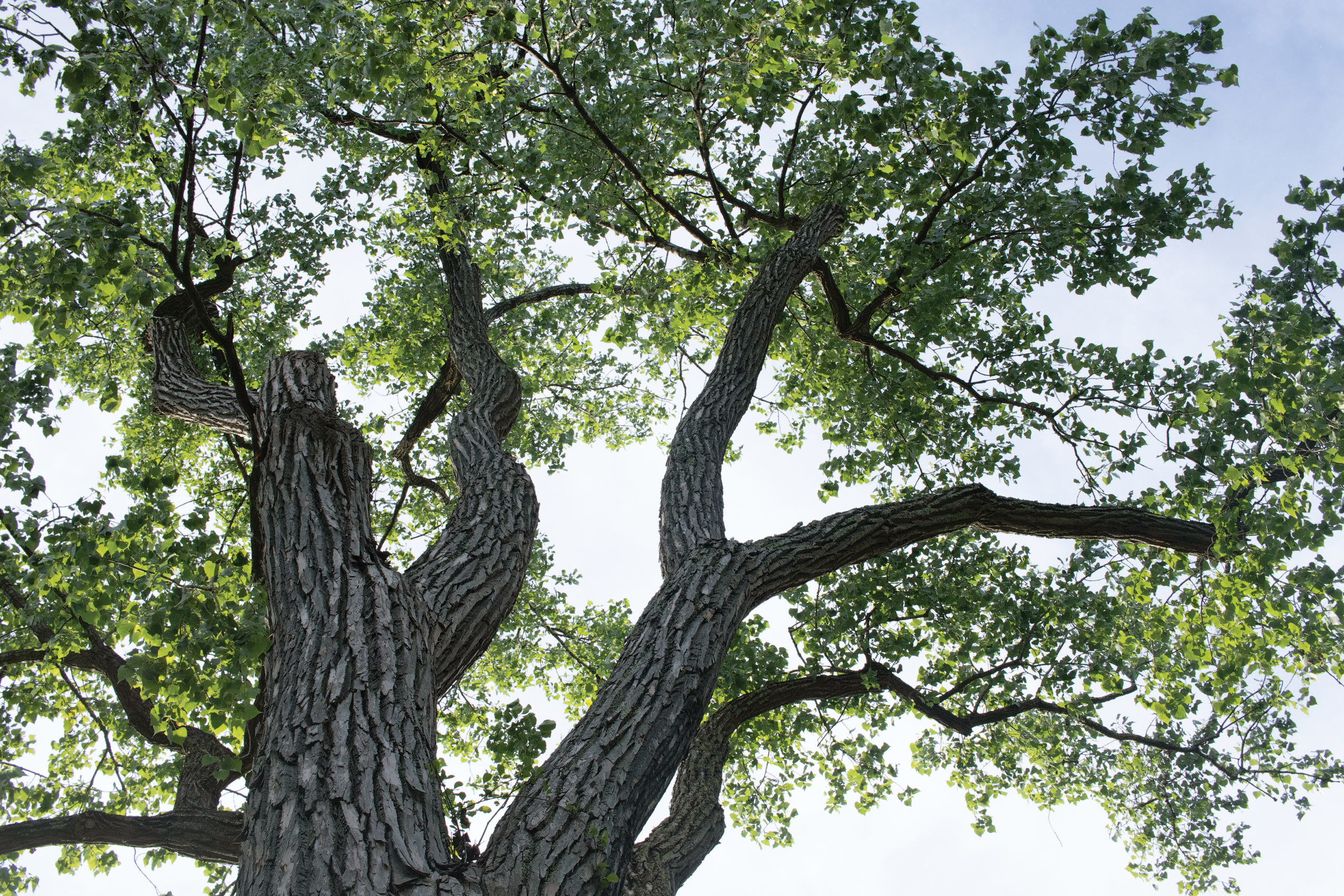 View of canopy of large cottonwood