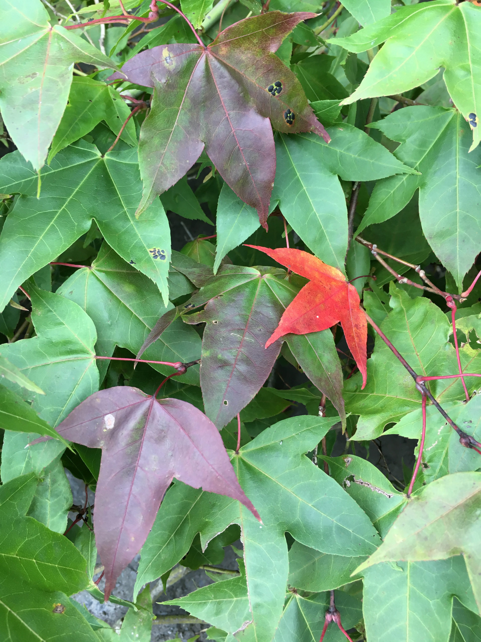 More than hints of autumn leaf color on Acer oliverianum.