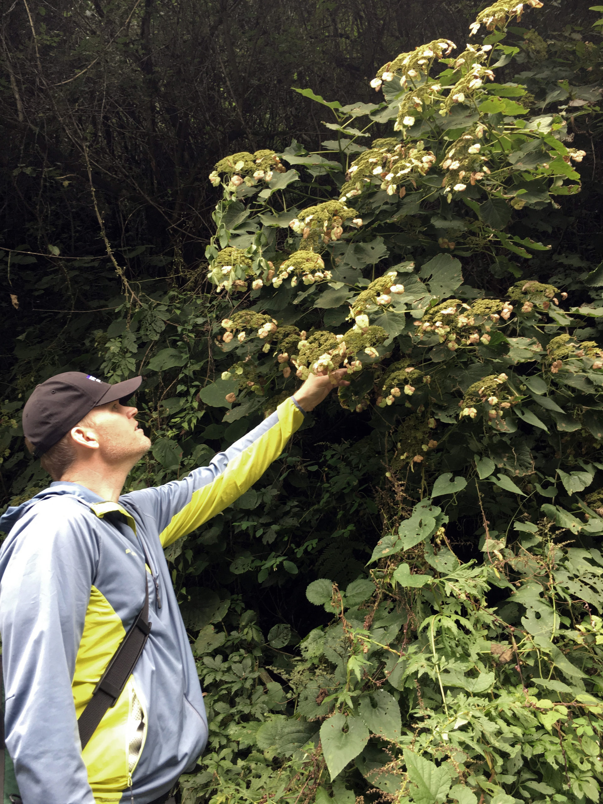 Andrew Gapinski admires the robust infructescences of Hydrangea bretschneideri.
